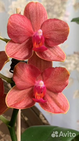 Орхидея Phal. Tying shin Baby smile 