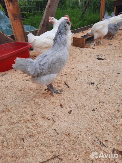 Инкубационное яйцо амераукана лаванда