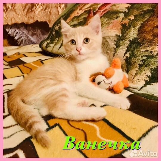 Котик идёт семью