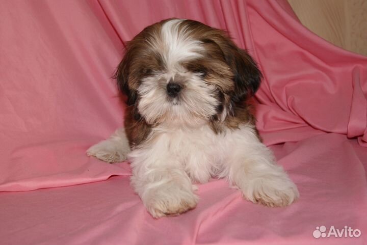 Милые щеночки