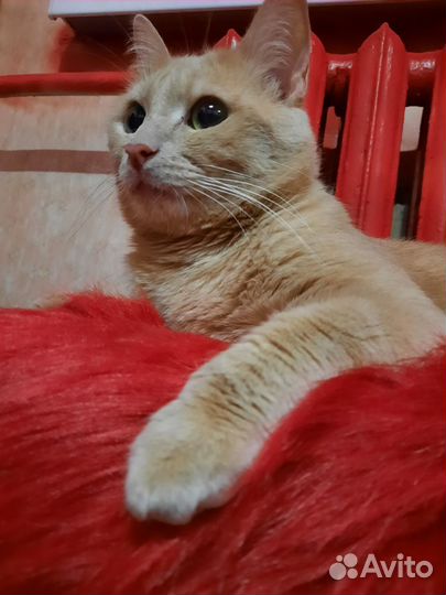 Кошки бесплатно