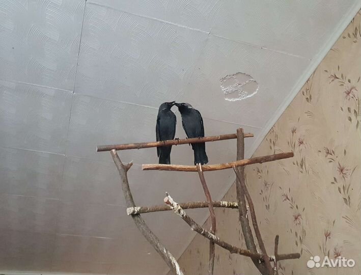 Галки ищут новый дом