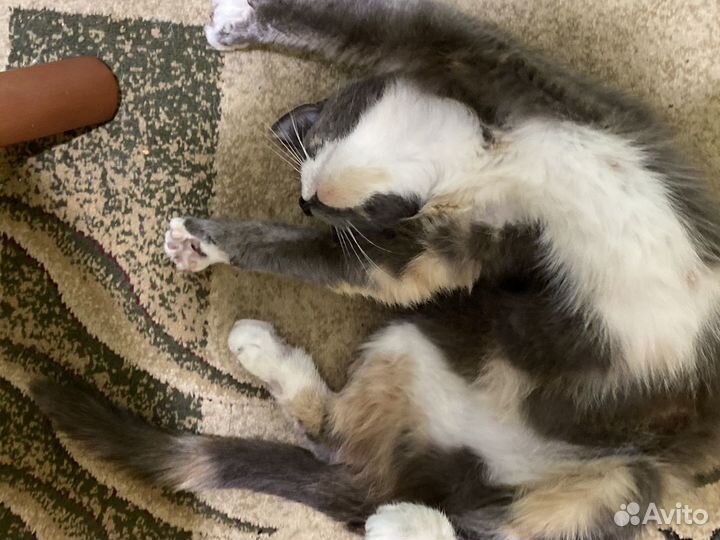 Кошка ищет дом