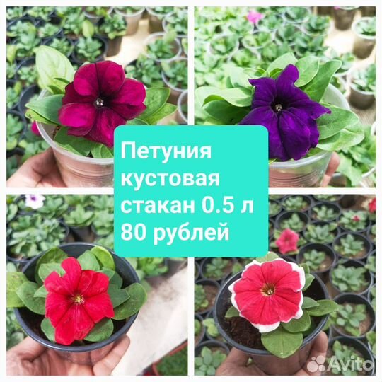 Петуния разная