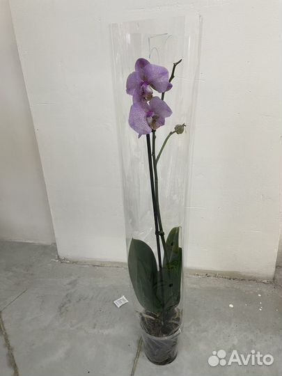 Орхидеи отцветшие