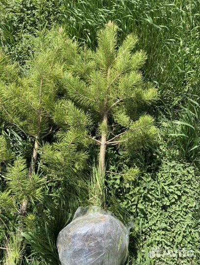 Продажа хвойных и лиственных растений