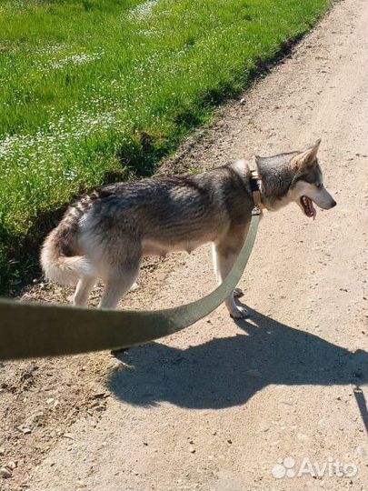 Хаски в добрые руки