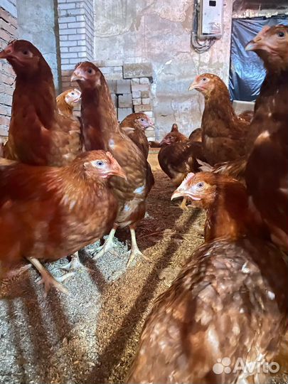 Утки,гуси,бройлеры,муларды