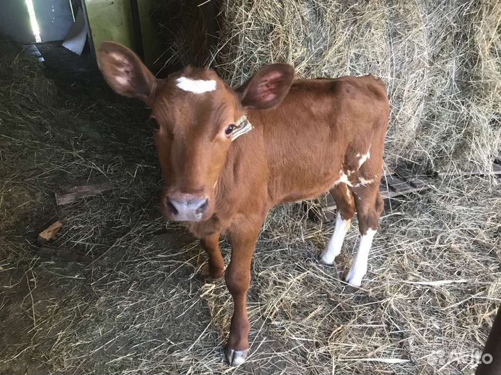 Телка акширская