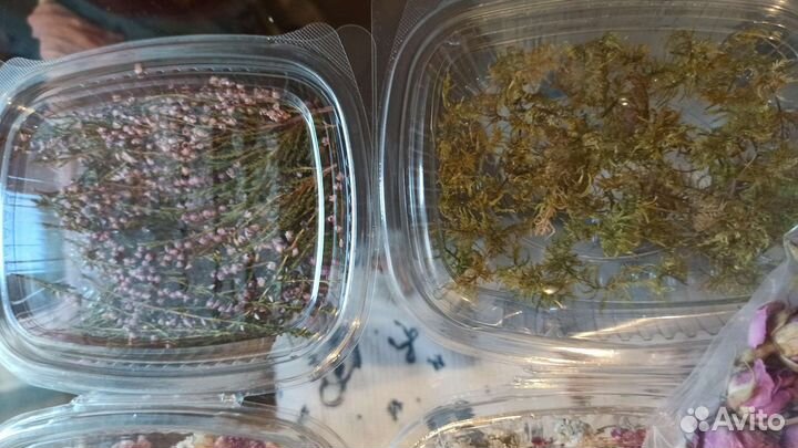 Сухоцветы для творчества