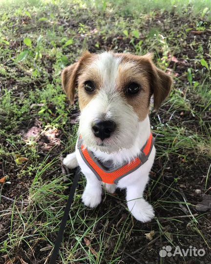 Передержка собак для тревожных хозяев