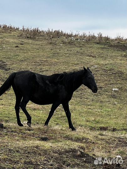Элитные кобылы