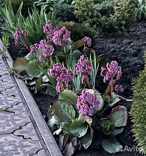 Хоста, бадан