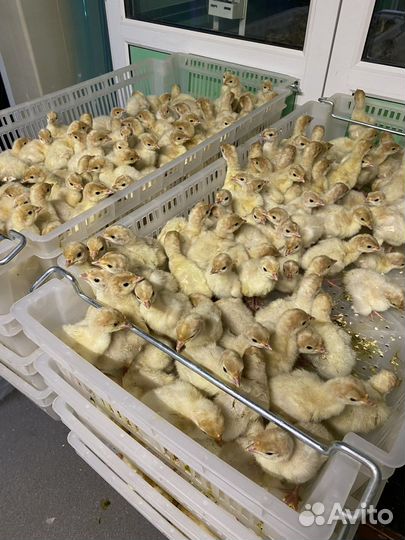 Индюк супер-тяжеловес Конвектор