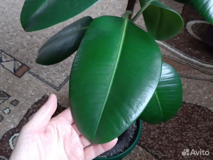 Фикусы разные