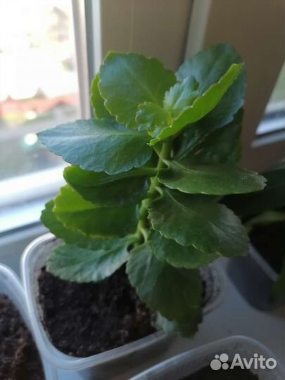 Комнатные цветы