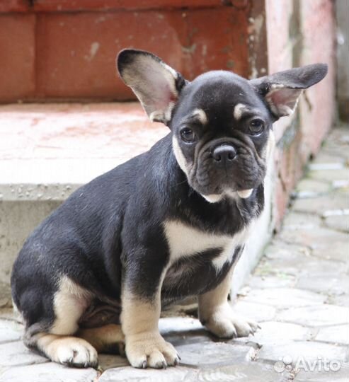 Щенок Французского бульдога мальчик