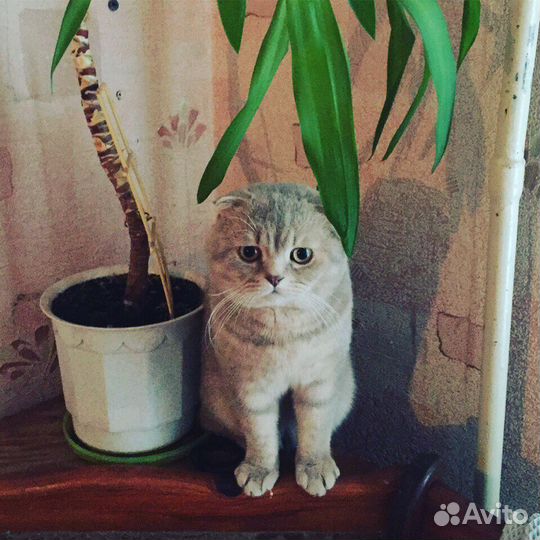 Кот для вязки