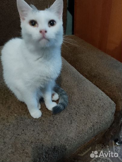 Кошечка Маняша