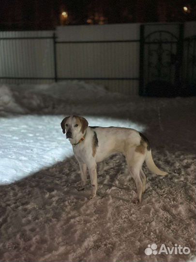 Добрейшая собака из приюта ищет семью