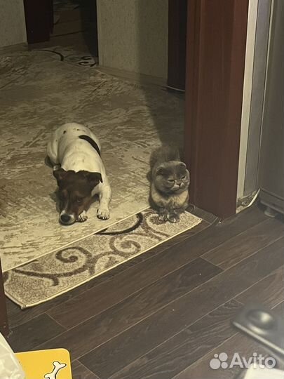 Собаки вязка