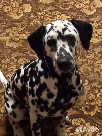 Щенки далматина