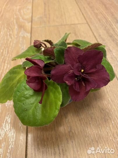 Фиалка цветущая