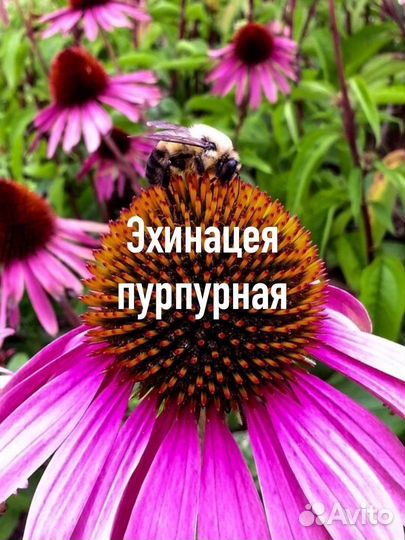 Многолетние цветы для сада