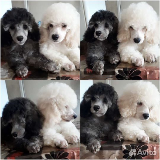 Карликовый пудель /мальчик и девочка