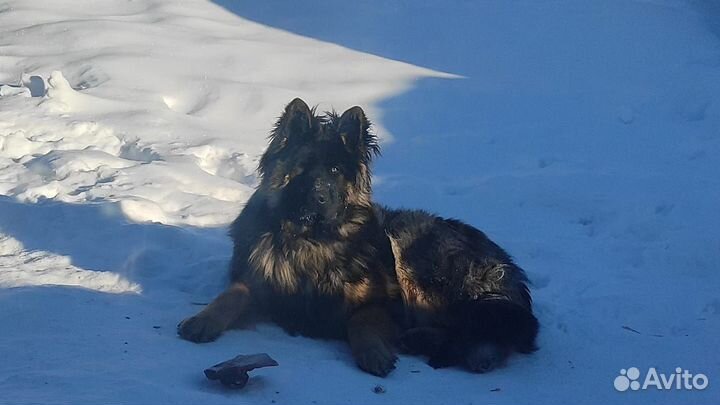 Кобель для вязки (немецкая овчарка)