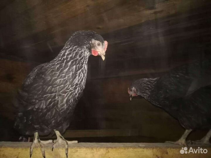 Куры молодки