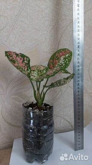 Аглаонема триколор