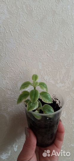 Аптения вариегатная