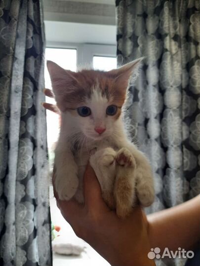 Рыжий котенок в добрые руки