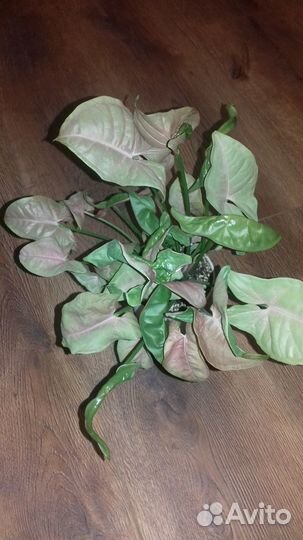 Гинура,фиттония и др