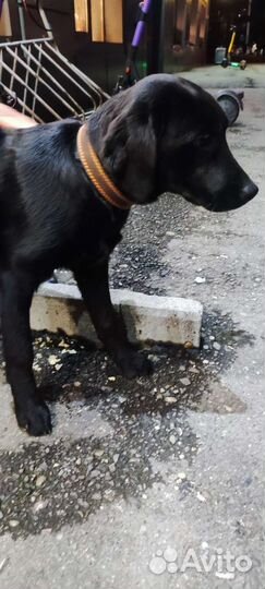 Собаки потеряшки