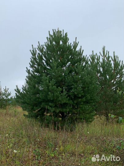 Ель/сосна/береза высшего качества оптом зкс