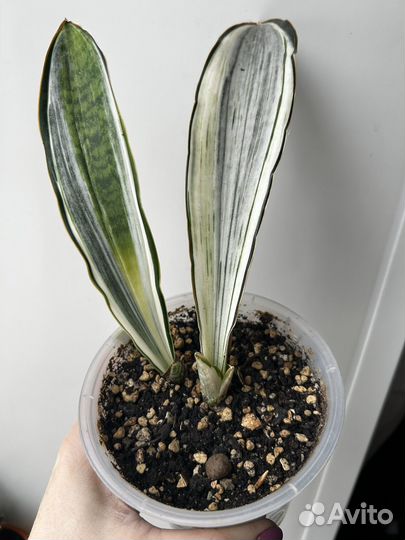 Сансевиерии сортовые, коллекционные