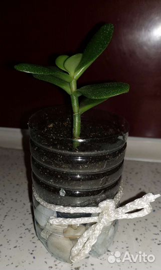 Денежное дерево