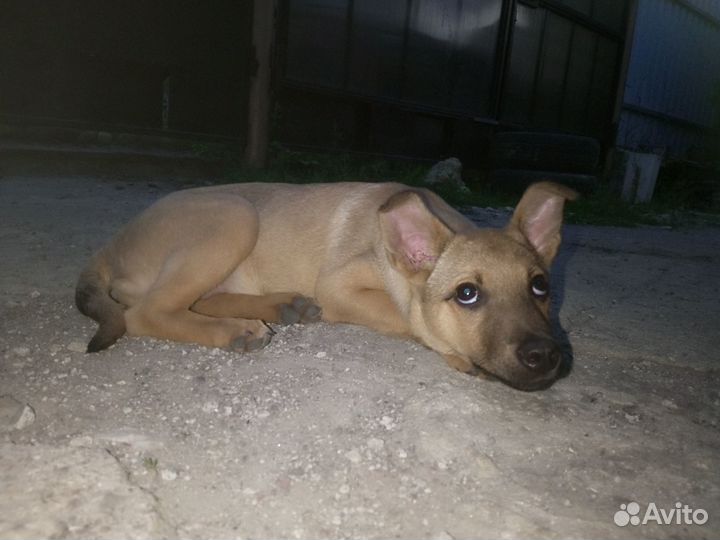 Отдам в добрые руки