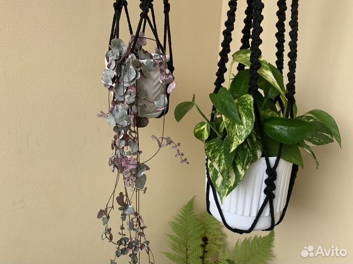 Домашние растения, цветы, комнатные растения