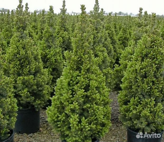 Ель канадская коника