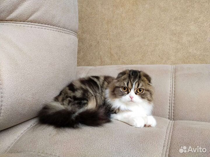 Шотландский котенок