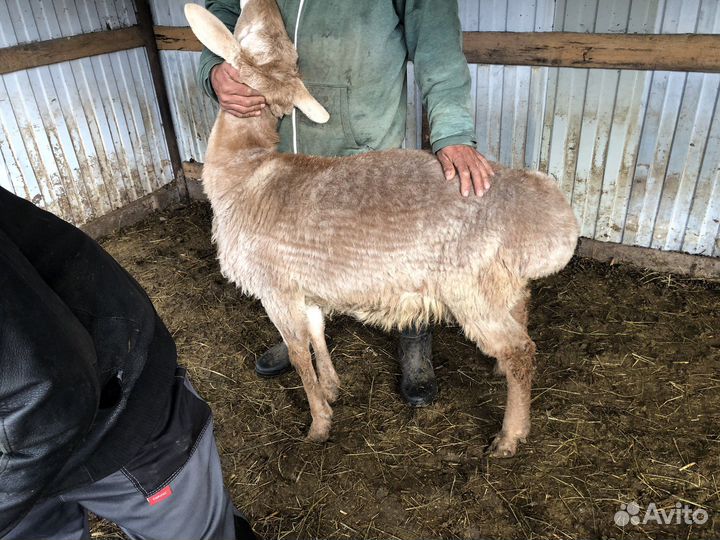 Бараны живым весом