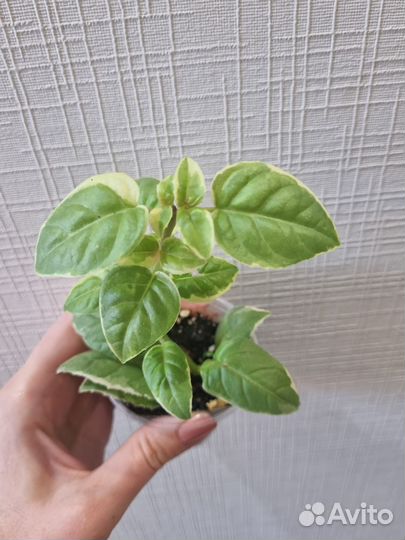 Фуксия вариегатная dumo