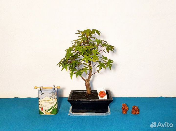 Бонсай Клен