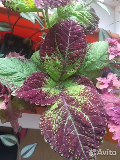 Колеус Аватар