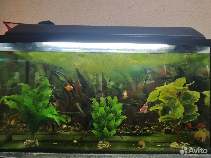 Аквариум