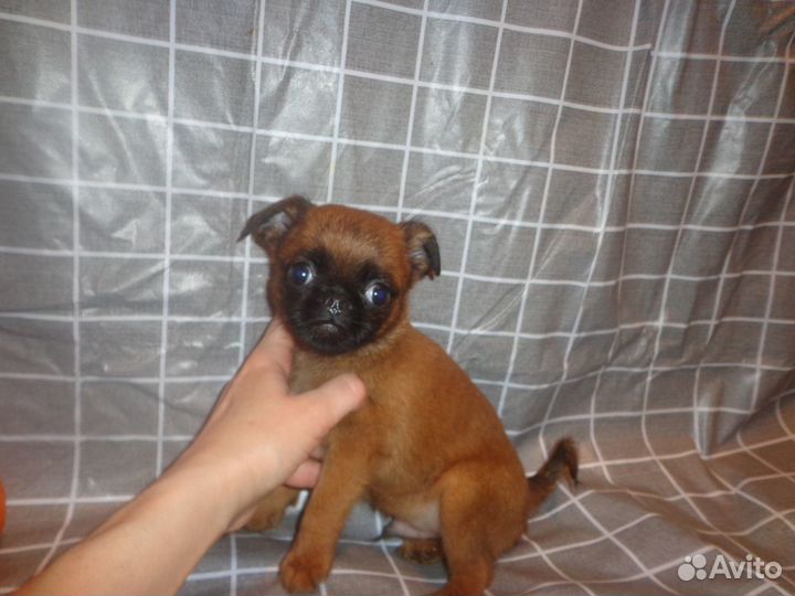 Пти брабансон