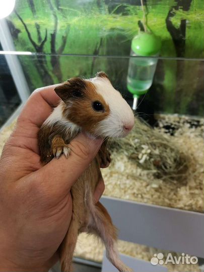 Морские свинки